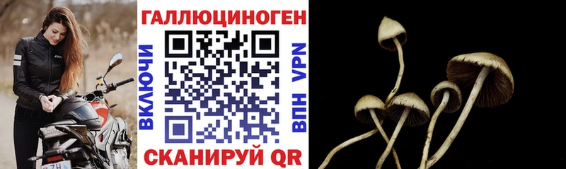 где продают   Белинский  Псилоцибиновые грибы MAGIC MUSHROOMS 